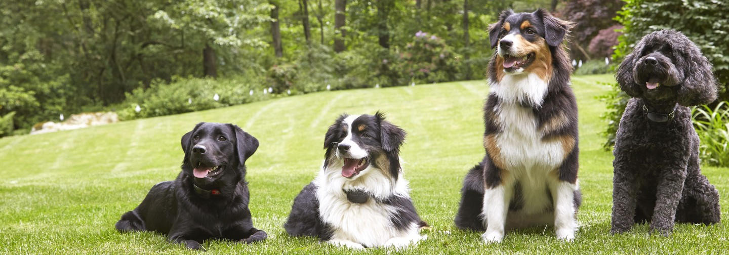 DogWatch of Central Maryland, Sykesville, Maryland | Support Footer Image Image
