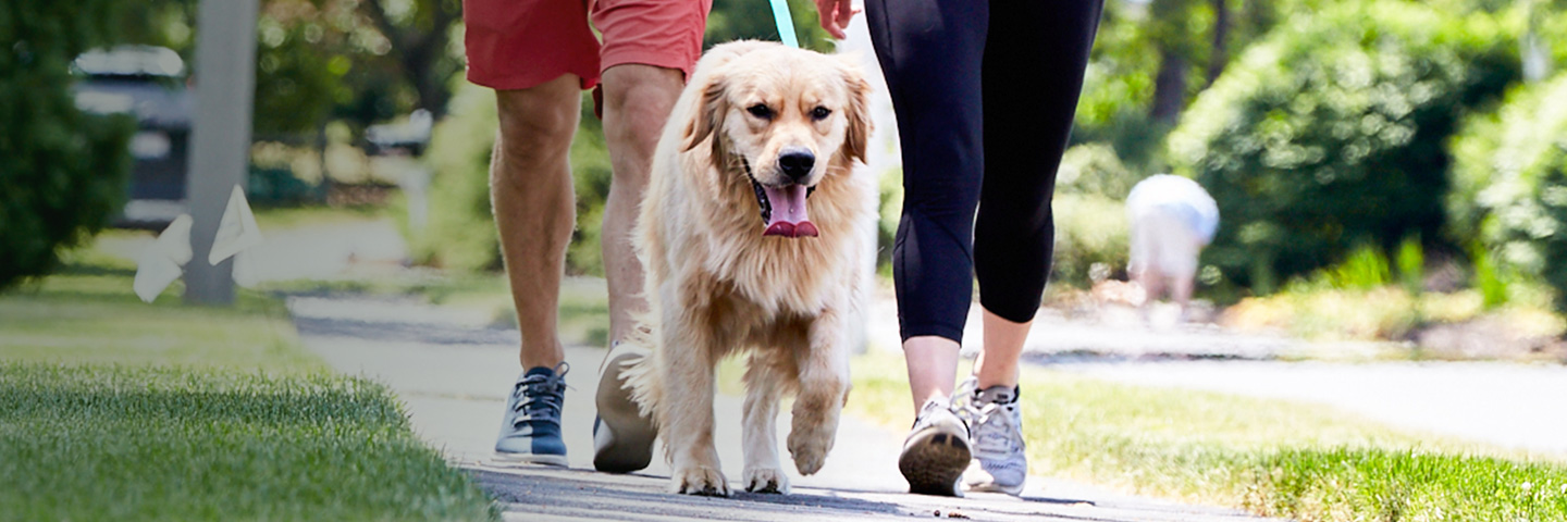 DogWatch of Central Maryland, Sykesville, Maryland | SideWalker Leash Trainer Slider Image