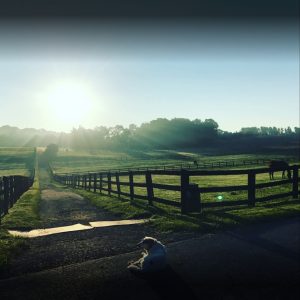 dog on farm